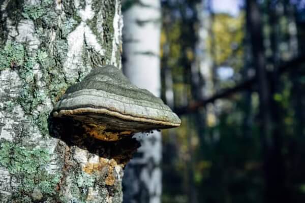 Grzyb Chaga